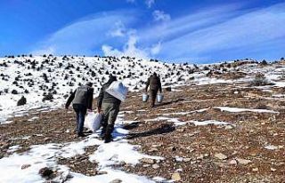 Van’da yaban hayvanlarına yem desteği