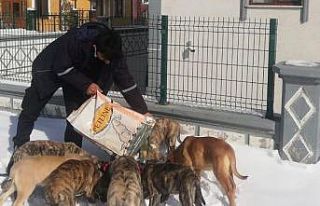 Veterinerlik İşleri Müdürlüğü çalışmaları...