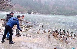 Yaban hayvanları için 50 kilogram yem bırakıldı