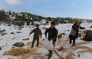 Yaban hayvanları için doğaya yem bıraktılar
