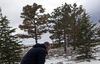 Yaban hayvanları için yem bırakıldı