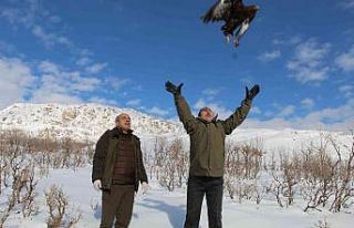 Yaban hayvanları Şırnak’ta tedavi merkezinde...