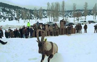 Yaban keçileri ilk kez doğal ortamından alınıp...
