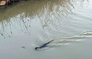 Yalova’da, “su samuru” şaşkınlığı