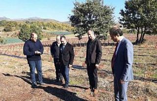 Yalova’dan dünya pazarına