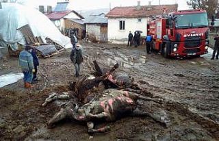 Yangında 4 büyükbaş hayvan telef oldu