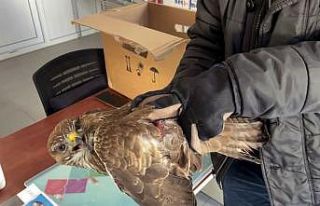 Yaralı atmaca için yolunu değiştirdi