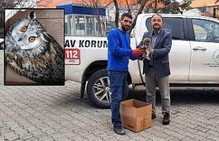 Yaralı baykuş tedavi ediliyor