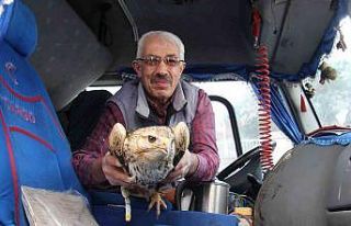 Yaralı kartala Bünyan Belediyesi sahip çıktı