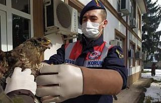 Yaralı şahin koruma altına alındı