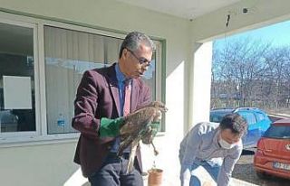 Yaralı şahin tedavi altına alındı