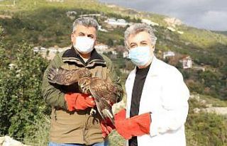 Yaralı Şahin tedavisinin ardından doğaya bırakıldı