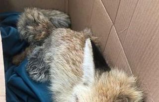 Yaralı tilkiye jandarma şefkati