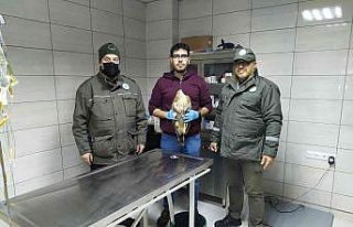 Yaralı ve bitkin halde bulunan kızıl şahinler...