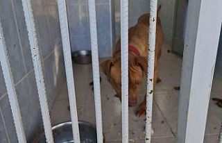 Yasaklı ırk köpek besleyen ve hayvana eziyet eden...