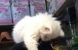 Yavru kedi ile müşterinin sevimli halleri gülümsetti