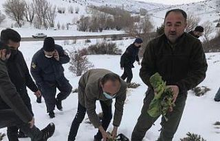 Yemleme çalışmaları devam ediyor