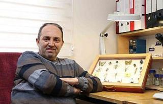 Yenilebilir böcekler gıda kıtlığına alternatif...