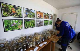 Yerel tohum dağıtımı başladı