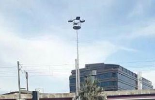 Yeşilde yaya geçidinden yürüyerek geçen karga...