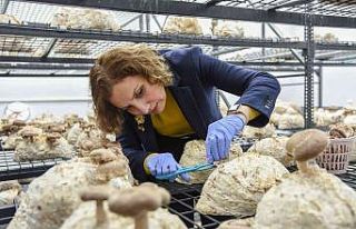 Yılın ilk tıbbi mantar hasadı gerçekleştirildi