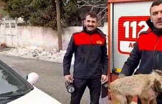 Yiyecek için şehre inen tilki mahsur kaldı