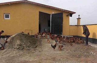 Yoğun talep üzerine tavuk çiftliği kurdu, şimdi...