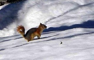 Yüksekova’nın meşhur sincapları bölgeye renk...