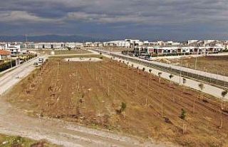 Yunusemre Belediyesi Muradiye’de 6. Sokağı ağaçlandırdı