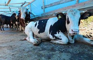 Zonguldak’taki hayvansal üretim istatistikleri...