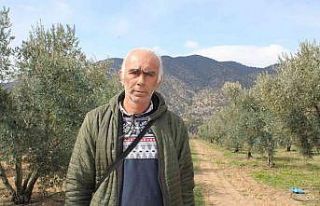 400 yıllık zeytin ağaçları ilçeye ışık oldu