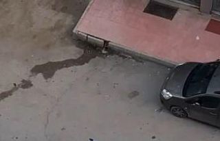 4’ncü kattan aracın üzerine düşen kadın ağır...