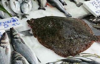 5 kiloluk kalkan balığı 3 bin liraya satıldı