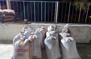 650 kilogram çam künarını çaldılar