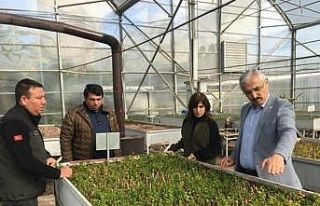 Adana’da 6 milyon 500 bin fidan üretilecek