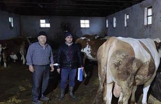 Afyonkarahisar’da büyükbaş hayvanlarla ilgili...