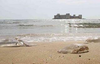 Akdeniz’de deniz anası kabusu sürüyor, Kızkalesi...
