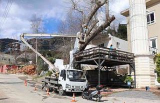 Alanya Belediyesi doğa mirası ağaçları unutmadı