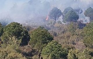 Alanya’da ormanlık alanda yangın