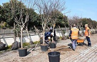 Altınova’da sökülen ağaçlara bakım