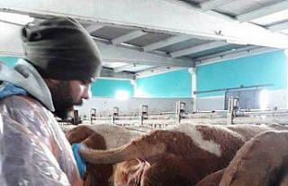 Altıntaş’ta ’Hastalıktan ari’ işletmelerde...