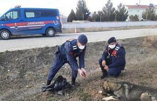 Altıntaş’ta sokak hayvanlarına mama bırakıldı