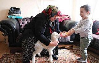 Annesinin sahiplenmediği kuzuya evde bebek gibi bakıyorlar