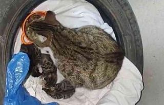 Apartmanda doğum yapan kedi ve yavrulara vatandaşlar...
