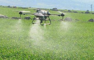 Araban’da sarımsak tarlaları dronla ilaçlandı