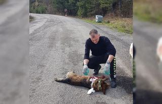 Aracın çarptığı köpeğe devriye gezen trafik...