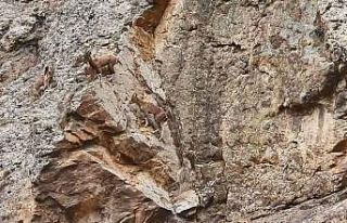 Artvin’de yer çekimine meydan okuyan dağ keçileri...