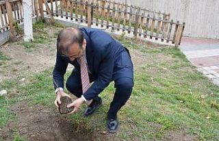 Asırlık İnkaya Çınarı fidan ve tohumları Emet’te...
