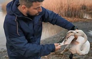 Ayağı kırılan flamingoyu kurtardılar