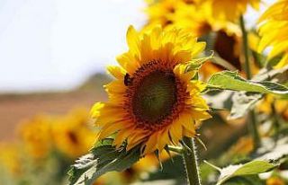 Ayçiçeği üretimine 46 milyon liralık destek